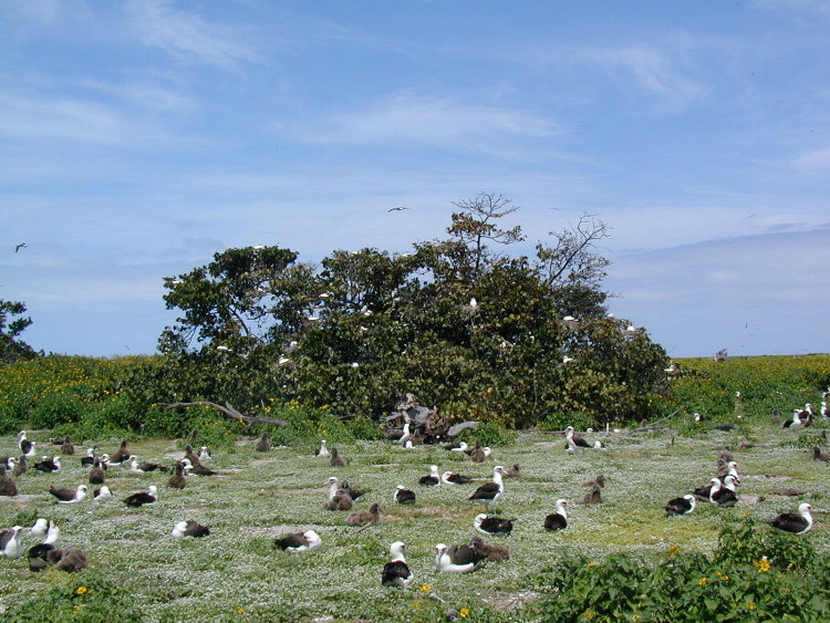 midway-booby-bush.JPG