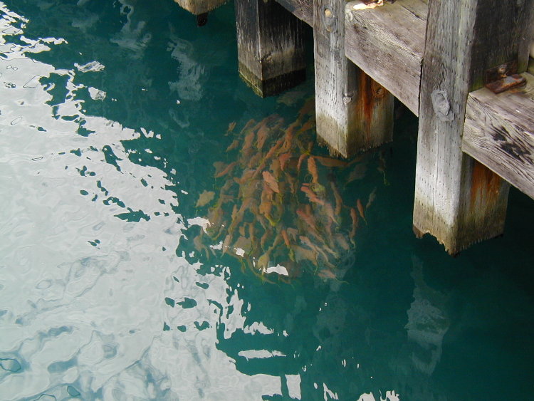 midway-fish-dock.JPG