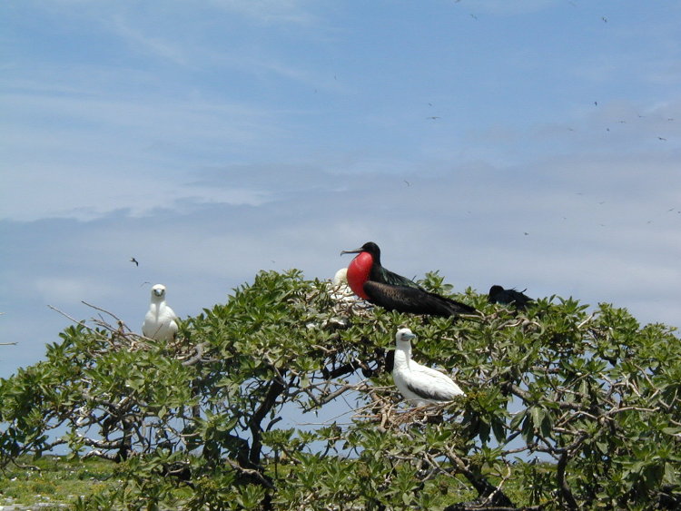 midway-frigate-bird.JPG