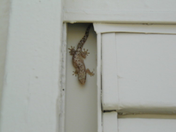 wake-gecko.JPG